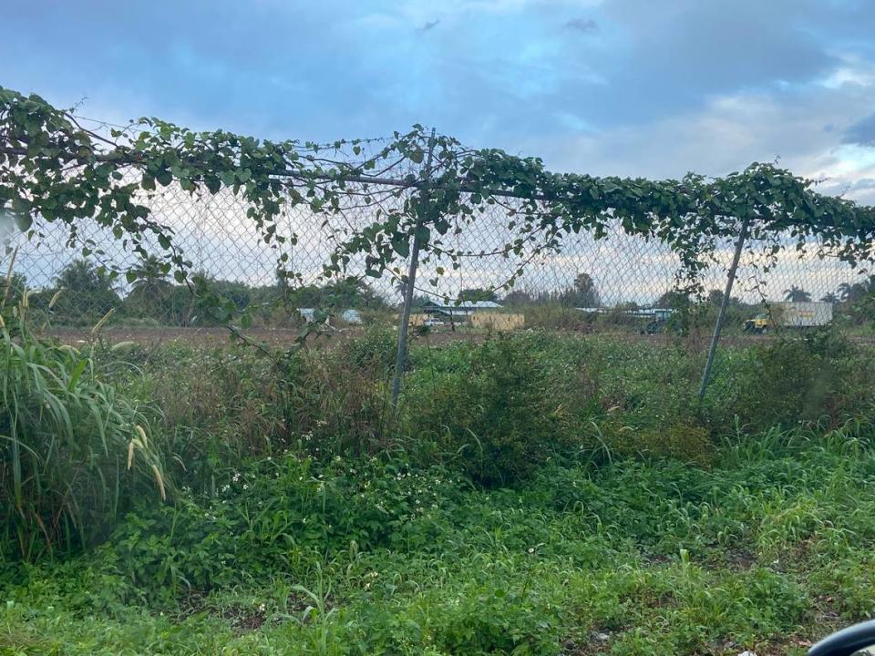 Vines cover a chain-link fence on Southwest 194th Avenue in the Redland agricultural district of southwest Miami-Dade County. A Cuban migrant was shot and wounded in the area Thursday, Feb. 1, 2024, according to law enforcement sources.