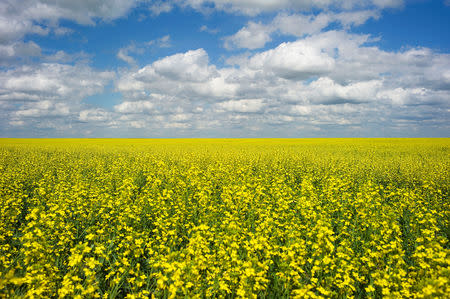 FILE PHOTO: A canola crop used for making cooking oil sits in full bloom on the Canadian prairies near Fort Macleod, Alberta, July 11, 2011. REUTERS/Todd Korol/File Photo