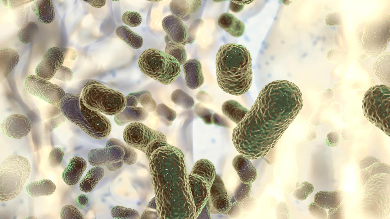  An illustration of the rod-shape bacteria called Acinetobacter baumannii. 