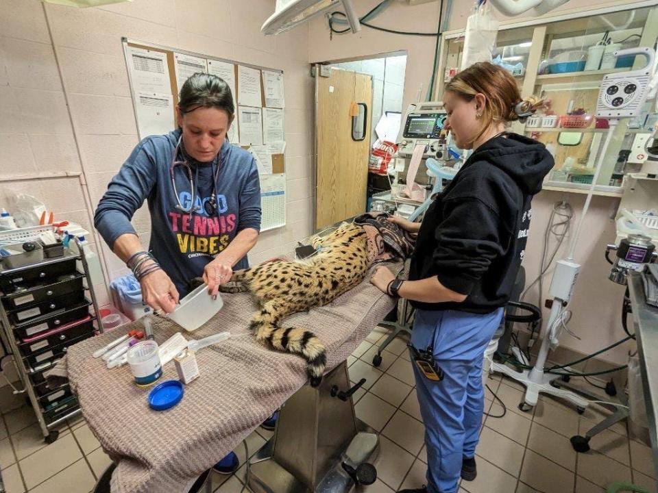 An exotic cat discovered by police during a traffic stop was recovering at the Cincinnati Zoo & Botanical Garden on March 9, 2023 after city animal control officials said it tested positive for cocaine.