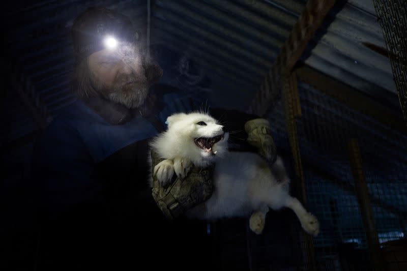 The Wider Image: Norway gives Arctic foxes a helping hand amid climate woes