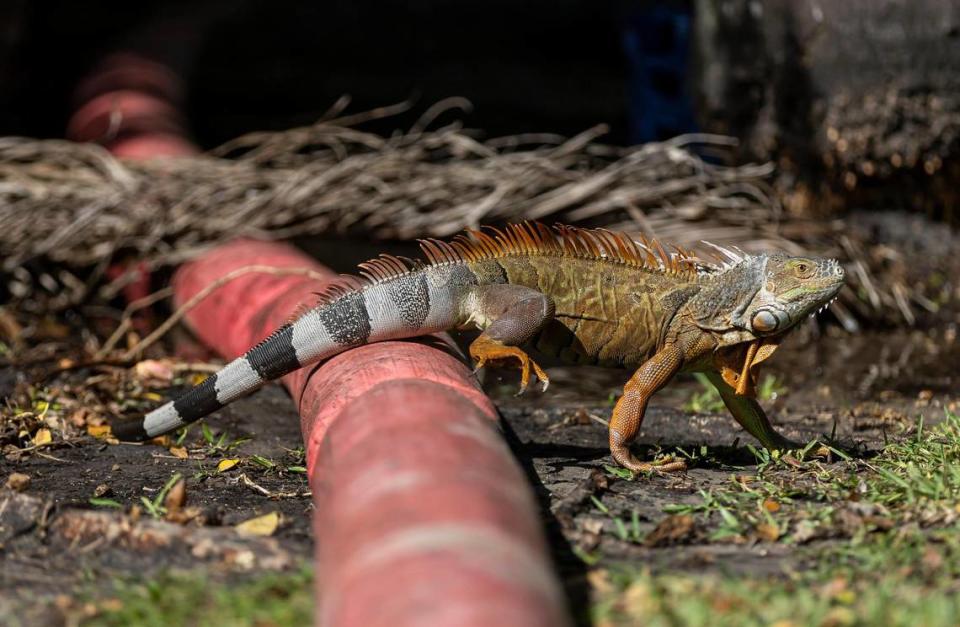 An iguana crawls over a pipe from a temporary stormwater pump at Little River Pocket Park on Monday, Oct. 30, 2023 in Miami.