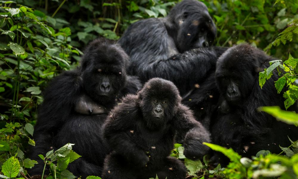 Some of the famous gorillas of Virunga National Park, where three rangers died in an accident earlier this month. 