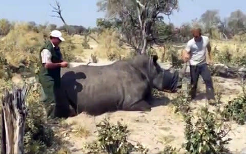 Prince Harry during his visit to southern Africa as he helps sedate a Rhino in Botswana - Credit: PA