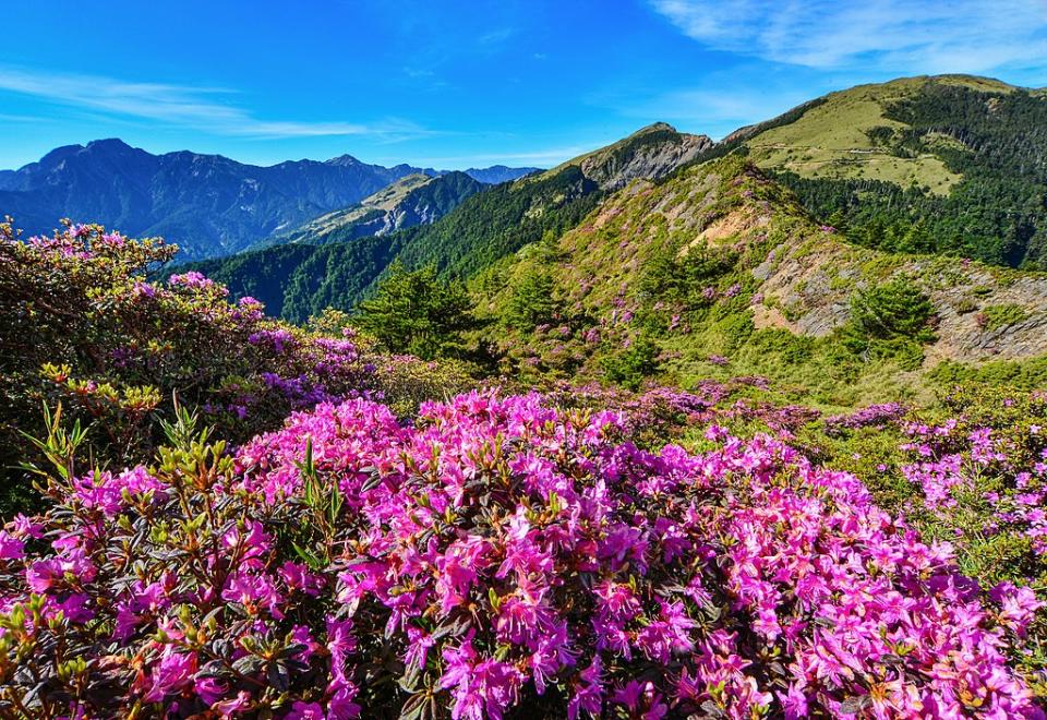 合歡山的紅毛杜鵑 (Photo by潘麗峰, License: CC BY-SA 4.0, Wikimedia Commons提供)