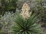 <p>The <a href="https://statesymbolsusa.org/symbol-official-item/new-mexico/state-flower/yucca" rel="nofollow noopener" target="_blank" data-ylk="slk:yucca flower;elm:context_link;itc:0;sec:content-canvas" class="link ">yucca flower</a> was named the official state flower in 1927. Its roots can be used to make soap, just in case you feel like cleansing your eyes after looking at it.</p>