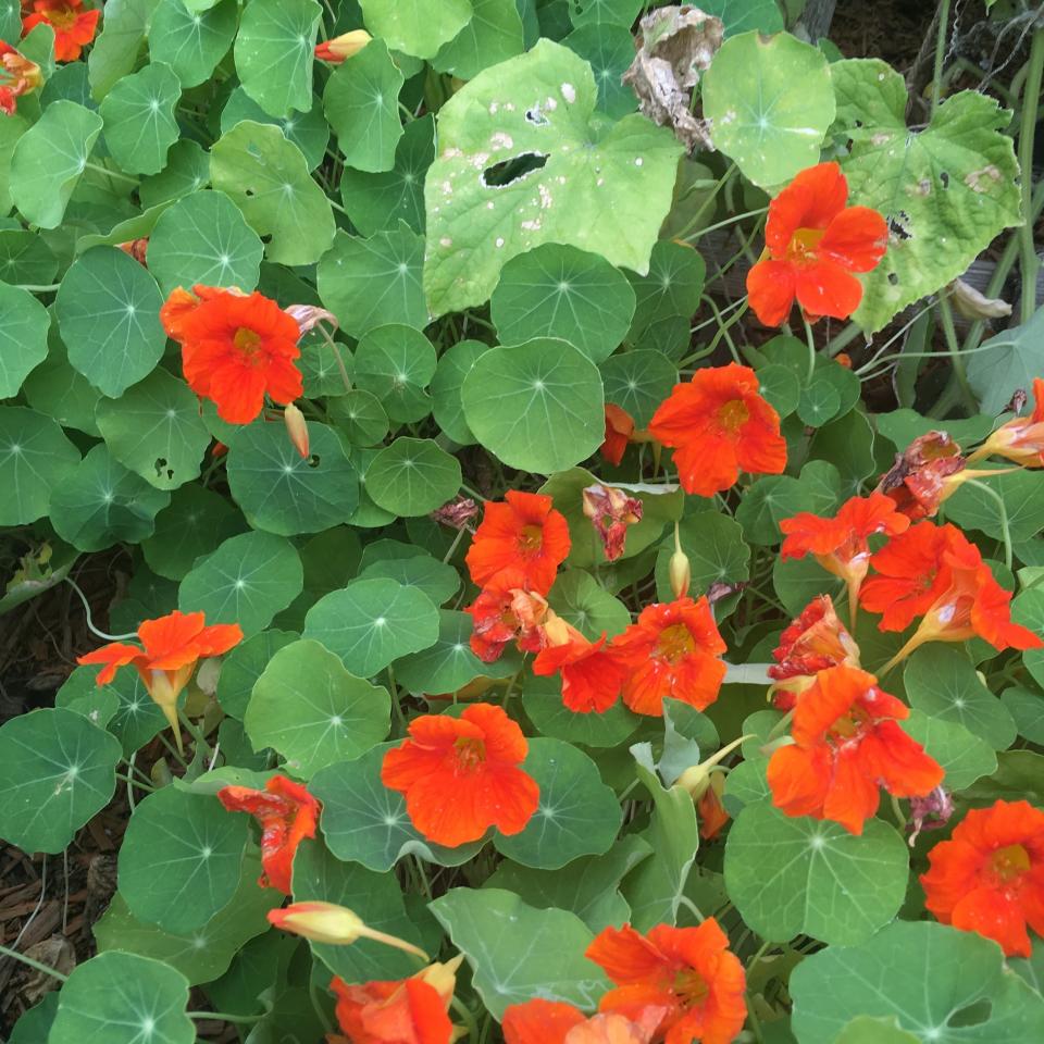 Nasturtiums and their leaves can be eaten. Add a colorful garnish on a plate and give the butter some needed color by adding some petals to it.