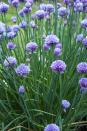 <p>Chives are almost as pretty as they are practical in the herb garden! They have pretty pink or purple flowers that grow in clumps, and both the leaves and flowers have a mild onion flavor that works well to top salads, soups, and potatoes. </p><p><a class="link " href="https://go.redirectingat.com?id=74968X1596630&url=https%3A%2F%2Fwww.burpee.com%2Fchives-organic-prod000494.html&sref=https%3A%2F%2Fwww.veranda.com%2Foutdoor-garden%2Fg35122682%2Fperennial-herbs%2F" rel="nofollow noopener" target="_blank" data-ylk="slk:SHOP CHIVES SEEDS;elm:context_link;itc:0;sec:content-canvas">SHOP CHIVES SEEDS</a></p>