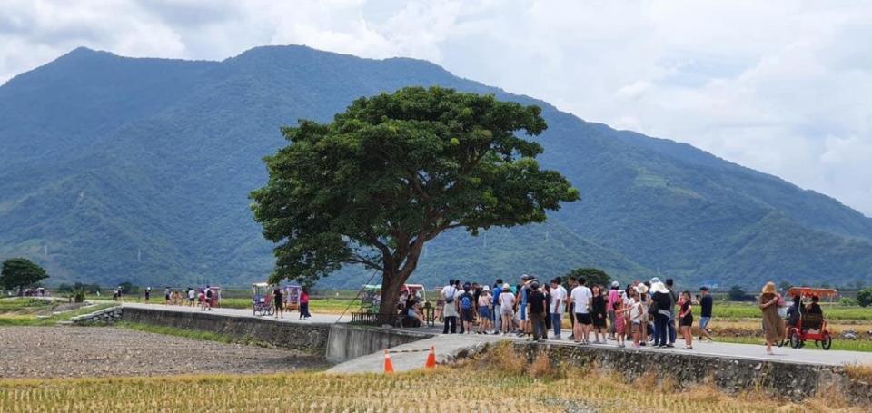 台東池上為縱谷魚米之鄉，伯朗大道金城武樹彩景吸睛。（中華旅行社提供）