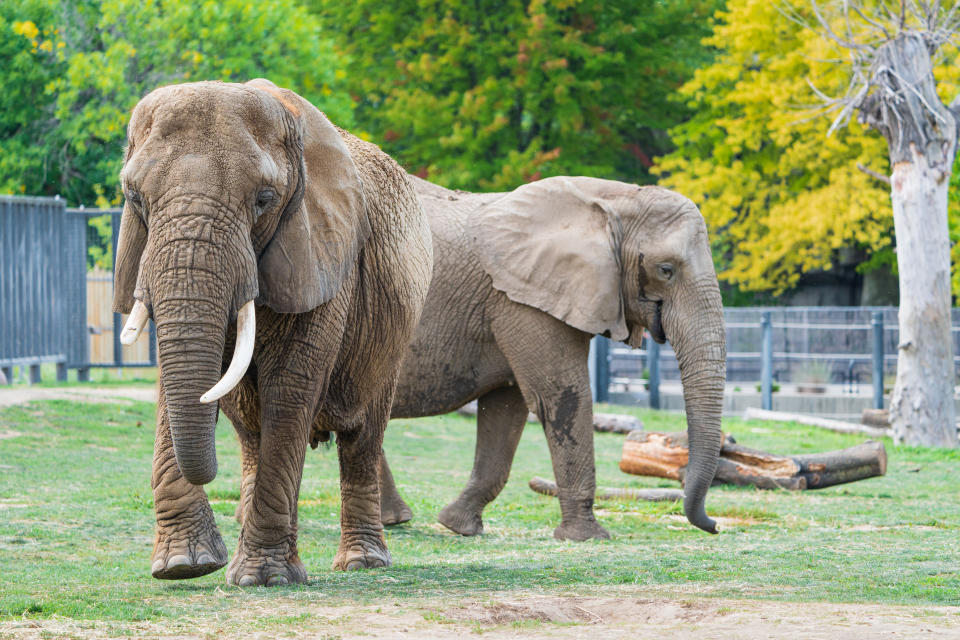 Elephants Ruth (left) and Belle at the Milwaukee County Zoo.<span class="copyright">Courtesy Milwaukee County Zoo/Garrett Hopkins</span>