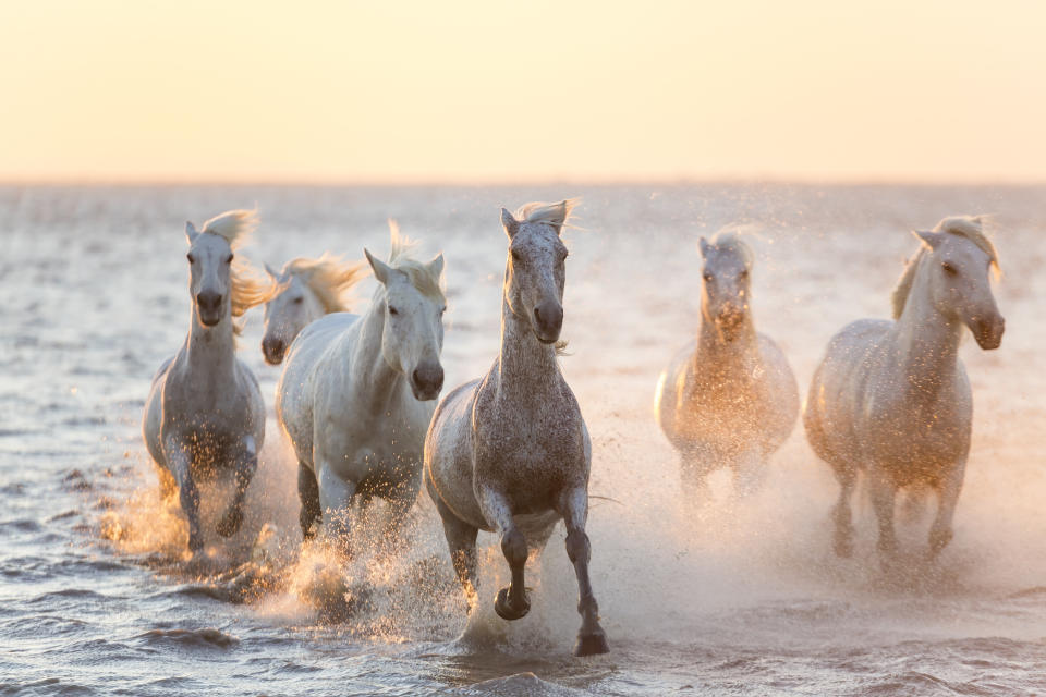 Cantering through the ocean of the Camargue - Credit: Peter Adams