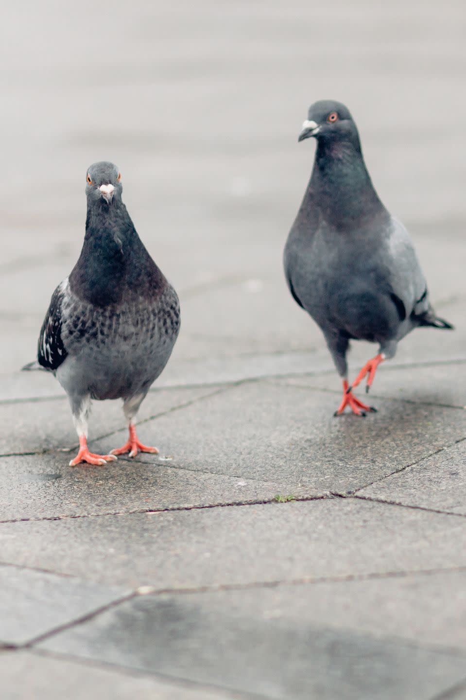 24. Pigeons are incredible co-parents.