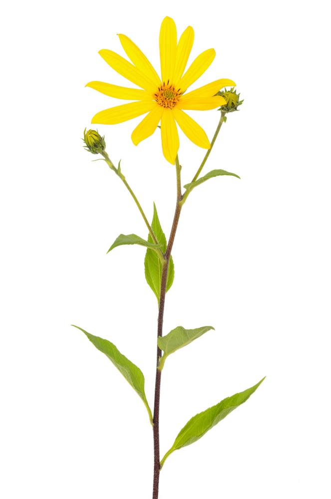 Related to sunflowers: Jerusalem artichoke (Helianthus tuberosus) flower.