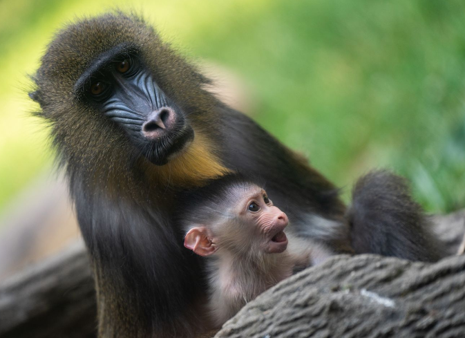 The Columbus Zoo and Aquarium has announced that a new baby girl mandrill was born June 6. The yet-unnamed mandrill is the baby of Hasina (mother) and Mosi (father).