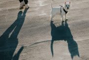 West Highland White Terrier dog walking on leash