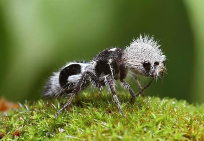 <p>Dieses Tier ist keine Ameise, sondern eine Wespe, besser gesagt eine Ameisenwesepe. Weltweit gibt es 6000 Arten dieser Familie. Die Insekten sind sehr anpassungsfähig und haben sich im Laufe der Zeit sehr unterschiedlich entwickelt. Dadurch können sie sich in ihrem jeweiligen Lebensraum gut tarnen. (Bild: Imgur)<br></p><p> Source: Yahoo Nachrichten <br></p>