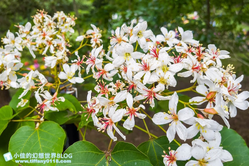 さつき 雪中の松 白花-