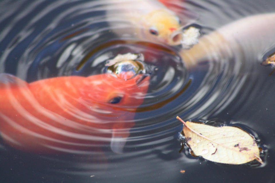 JAPANISCHER KOI