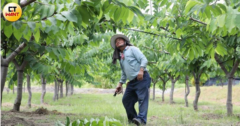 農民羅興龍細心照顧鳳梨釋迦園，他也坦言目前雖然不在外銷名單內，但未來將申請產銷履歷，搭上外銷列車。（圖／劉耿豪攝）