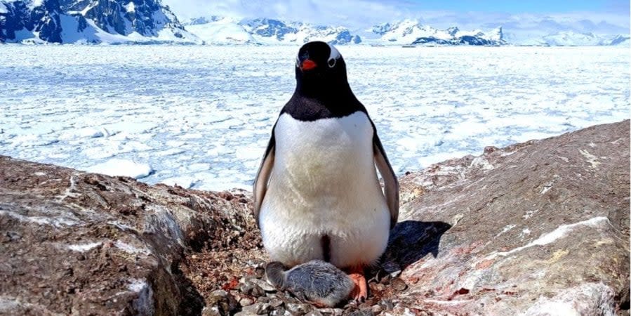 Monitoring penguin nests on Galindez Island part of biologists’ daily work