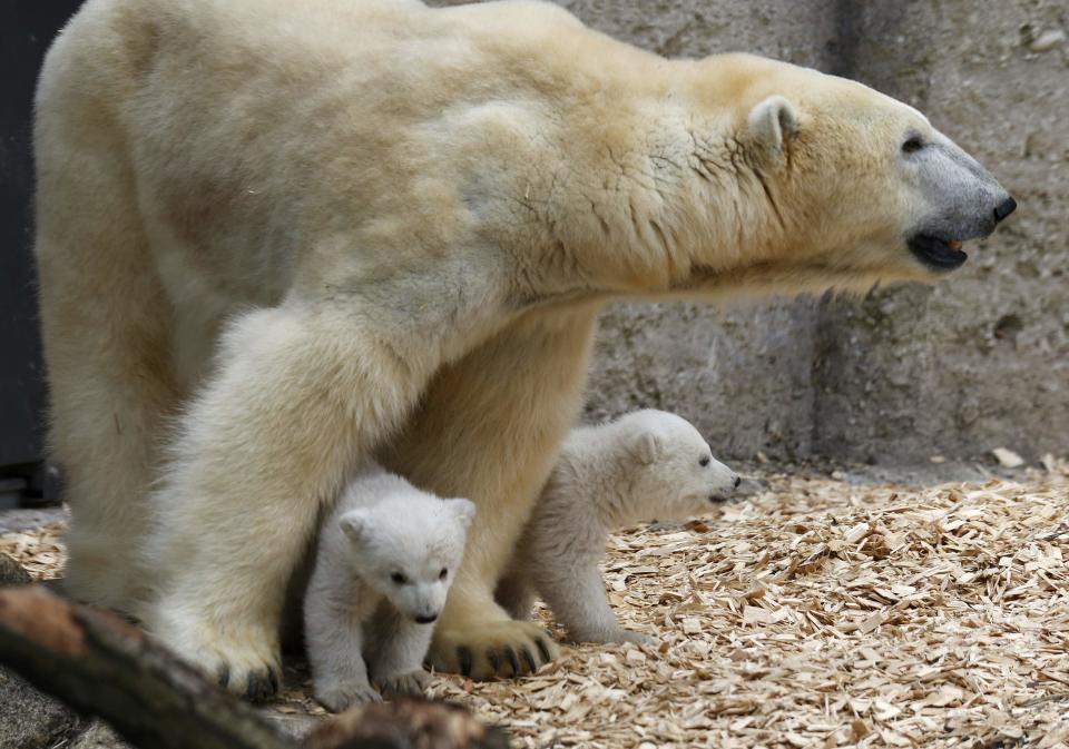 Twin polar bear cubs stand with their mother Giovanna in their enclosure at Tierpark Hellabrunn in Munich, March 19, 2014. The 14 week-old cubs, who made their first public appearance on Wednesday, have yet to be named. REUTERS/Michael Dalder (GERMANY - Tags: ANIMALS SOCIETY)