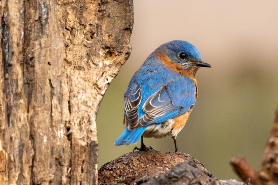 bluebird resting in tree