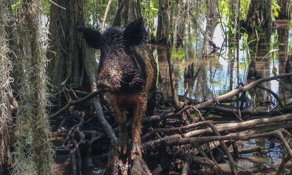 feral hog