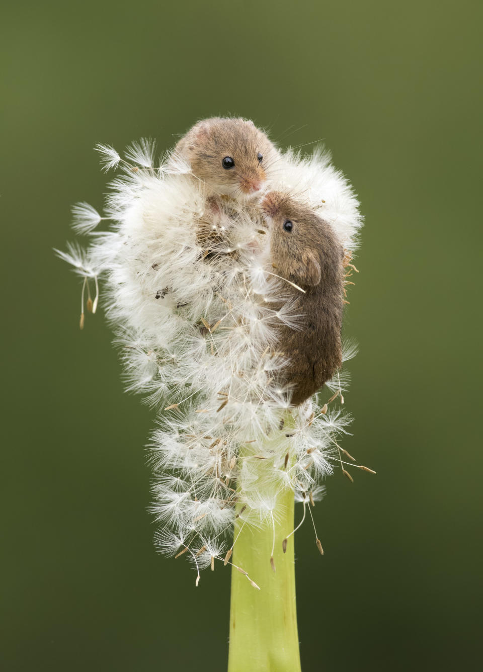 Zu zweit macht es viel mehr Spaß, eine Pusteblume zu erklimmen. (Bild: Caters News)