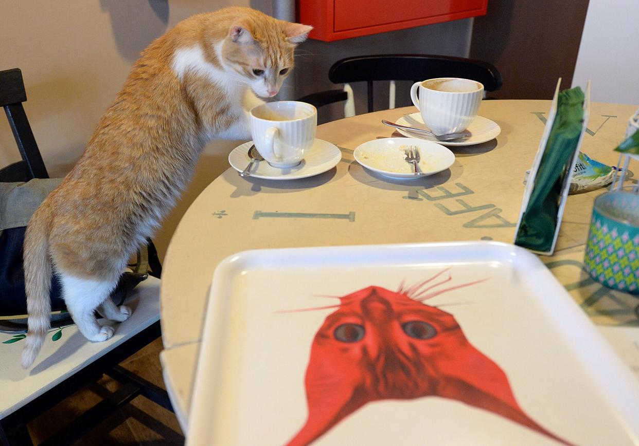 One of seven cats that keep the company of the visitors at a new "Miau Cafe" finishes a cake in Warsaw, Poland, Jan. 13, 2018. A Polish scientific institute classified domestic casts as an “invasive alien species” due to the vast damage they inflict on birds and other wildlife, it was announced Tuesday, July 26, 2022. Some cat lovers have reacted emotionally, putting the key scientist behind the decision on the defensive.