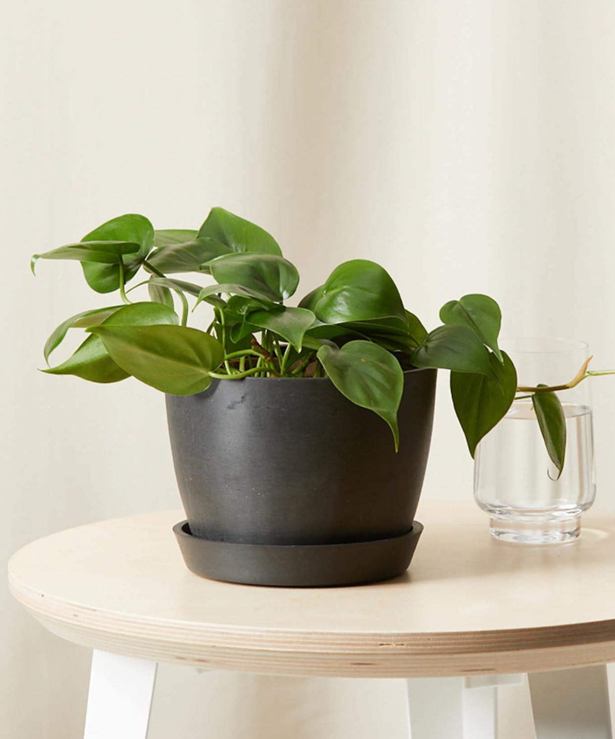 <p><a href="https://bloomscape.com/product/philodendron-heartleaf/" rel="nofollow noopener" target="_blank" data-ylk="slk:Shop Now;elm:context_link;itc:0;sec:content-canvas" class="link rapid-noclick-resp">Shop Now</a></p><p>Heartleaf Philodendron</p><p>bloomscape.com</p><p>$49.00</p>