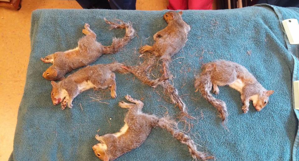 Five Wisconsin baby squirrels rescued after their tails became entangled in a Gordian Knot.