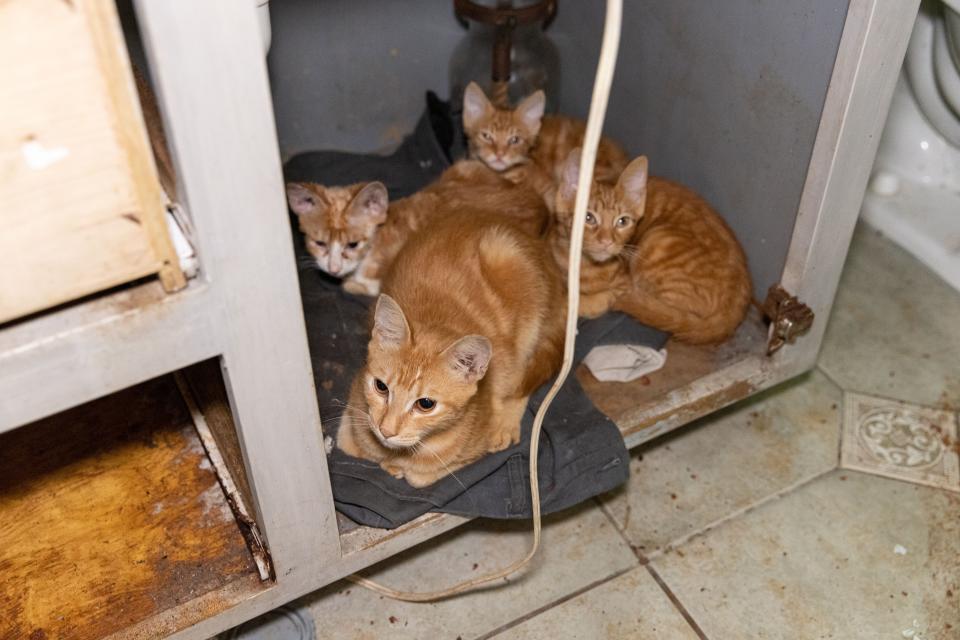 More than 50 dogs and cats “living in filthy conditions” were rescued Wednesday from a property on State Road 121 in Lake Butler, the Union County Sheriff’s Office said. UCSO and the Union County Animal Control requested the ASPCA’s assistance with rescuing the animals, which included newborn kittens.