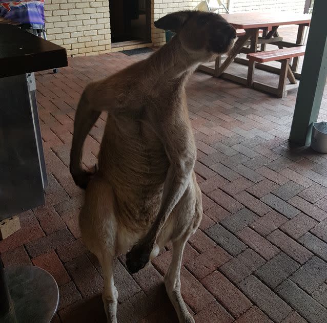 Locals love eating with the kangaroos. Source: Supplied / Megan Braid