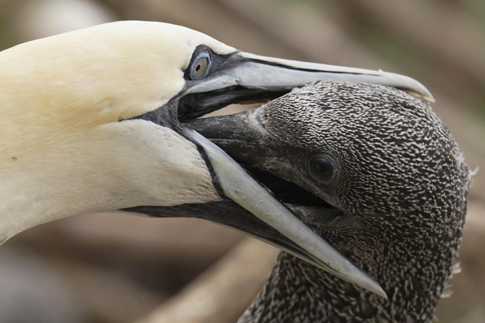 A northern gannet feeds its young bird with regurgitated food on Bonaventure Island in the Gulf of St. Lawrence off the coast of Quebec, Canada's Gaspe Peninsula, Monday, Sept. 12, 2022. The birds arrive in April, lay their eggs in May and tend them until they hatch more than 40 days later. (AP Photo/Carolyn Kaster)