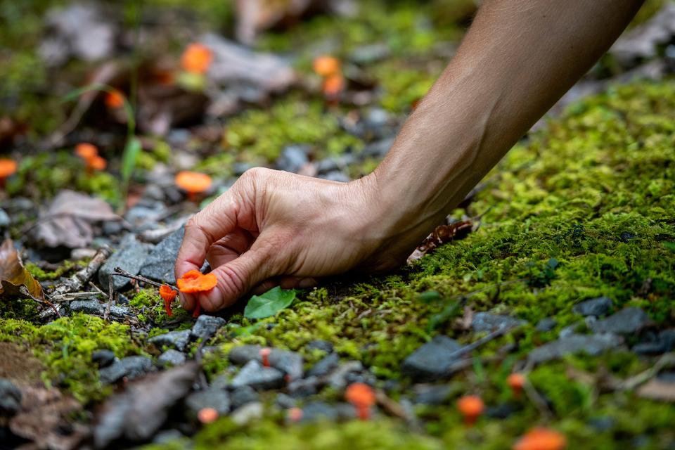 Kat Shaw picks a chanterelle mushroom while guiding a foraging tour in Black Mountain, September 14, 2023..