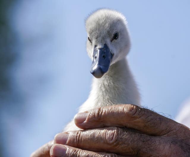 Swan Upping