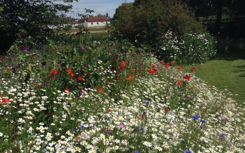 Walk through meadows of wild-flowers at The Thatched Cottage, or visit the beautifully restored gypsy camper van - National Garden Scheme