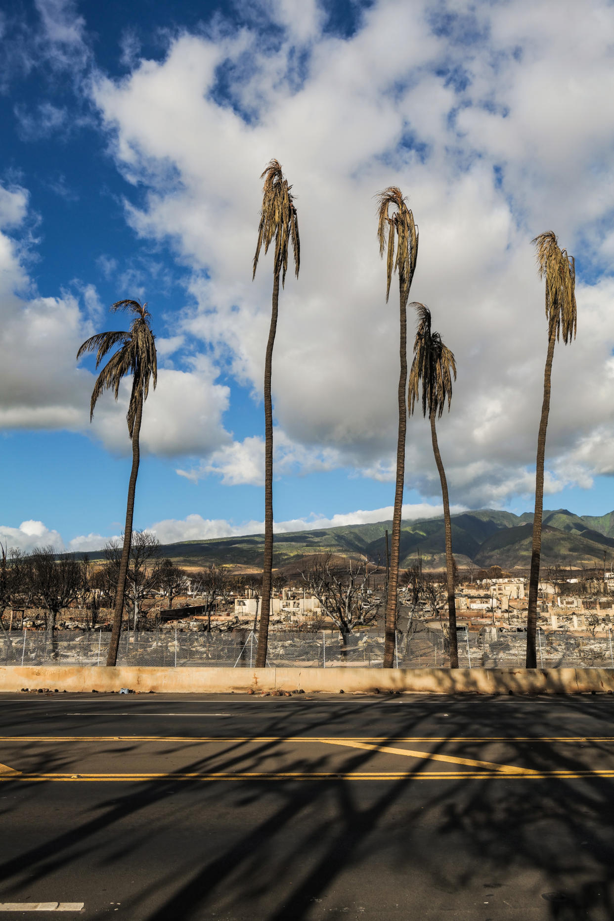 Burnt coconut trees and homes in Lahaina town, Maui, Hawaii on Aug. 16, 2023. (Josiah Patterson for NBC News)