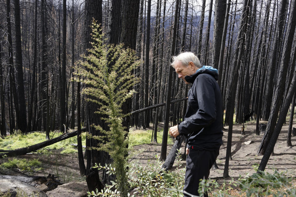 Hugh Safford, an environmental science and policy researcher at the University of California, Davis, examines vegetation growing out of the ashes of the 2021 Caldor Fire in Eldorado National Forest, Calif., near Lake Tahoe, on Oct. 22, 2022. Scientists say forest is disappearing as increasingly intense fires alter landscapes around the planet, threatening wildlife, jeopardizing efforts to capture climate-warming carbon and harming water supplies. (AP Photo/Brian Melley)