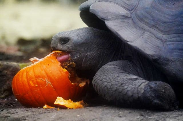 Halloween at London Zoo