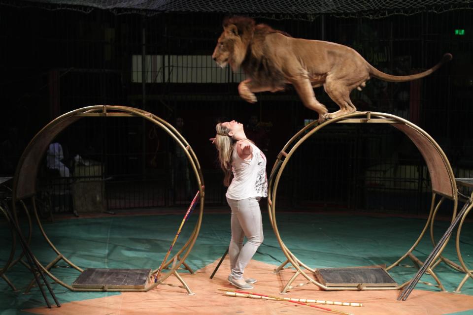 In this Tuesday, April 16, 2013 photo, Loba el-Helw, the Middle East's only female lion tamer, practices her routine at Egypt's National Circus in Cairo. Women activists say they won a major step forward with Egypt’s new constitution, which enshrined greater rights for women. But months after its passage, they’re worrying whether those rights will be implemented or will turn out to be merely ink on paper. Men hold an overwhelming lock on decision-making and are doing little to bring equality, activists say, and the increasingly repressive political climate is stifling chances for reforms.(AP Photo/Maya Alleruzzo)