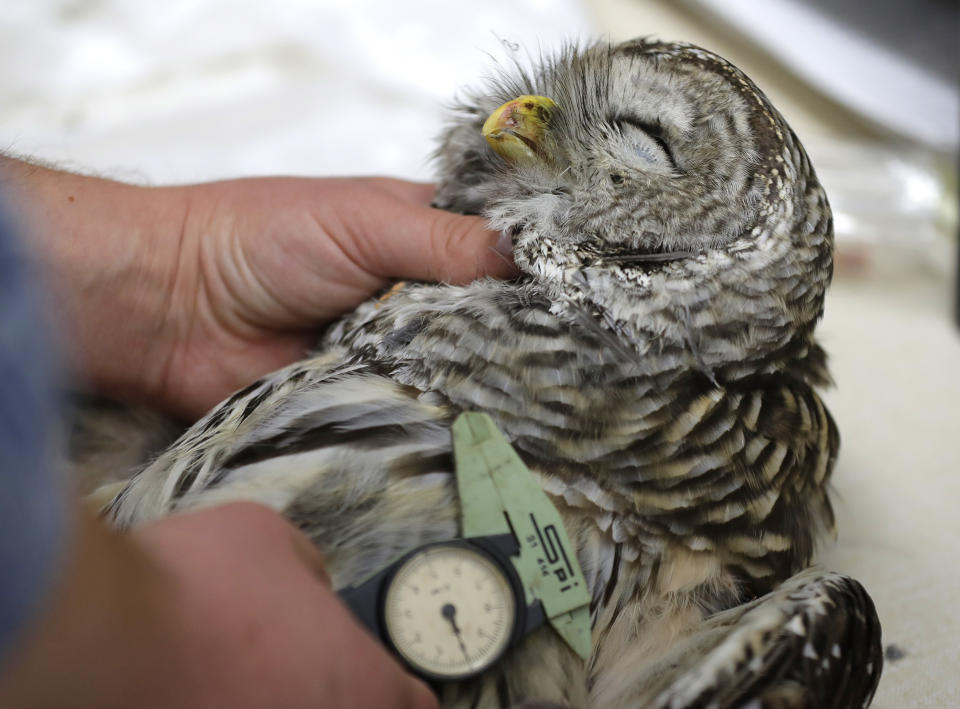 In this photo taken in the early morning hours of Oct. 24, 2018, wildlife technician Jordan Hazan records data in a lab in Corvallis, Ore., from a male barred owl he shot earlier in the night. The experimental killing of barred owls raised such moral dilemmas when it first was proposed in 2012 that the Fish and Wildlife Service took the unusual step of hiring an ethicist to help work through whether it was acceptable and could be done humanely. (AP Photo/Ted S. Warren)