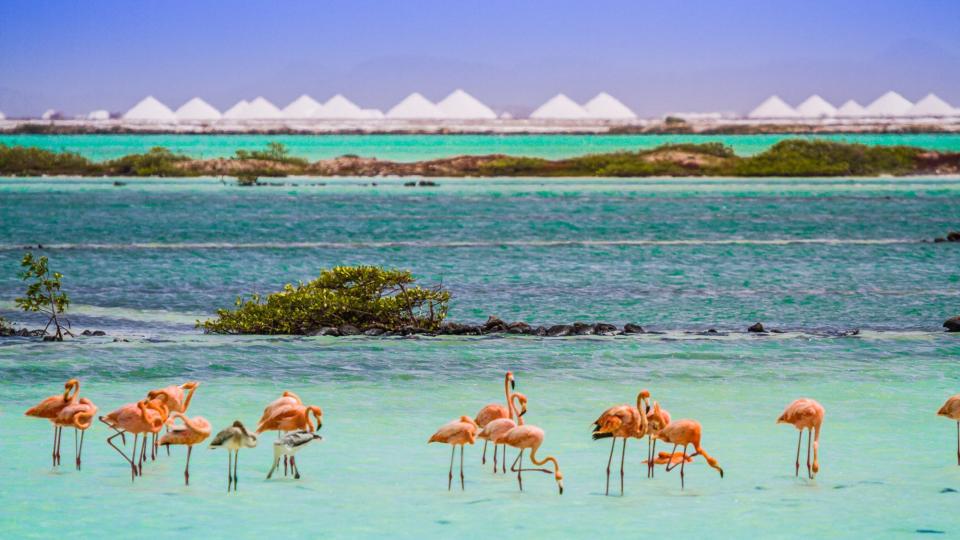 Flamingos in blue ocean water