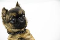 <p>A former Belgian street dog, the Brussels Griffon is a quirky, adorable companion. With an expressive visage that's often compared to a human face, these dogs are known for their intelligence, sense of humor, and self-importance. Dog Time notes that neither smooth nor rough-coated varieties <a href="https://dogtime.com/dog-breeds/brussels-griffon#/slide/1" rel="nofollow noopener" target="_blank" data-ylk="slk:shed;elm:context_link;itc:0;sec:content-canvas" class="link ">shed</a> much, but stripping their coat makes them even friendlier to people with allergies.</p>