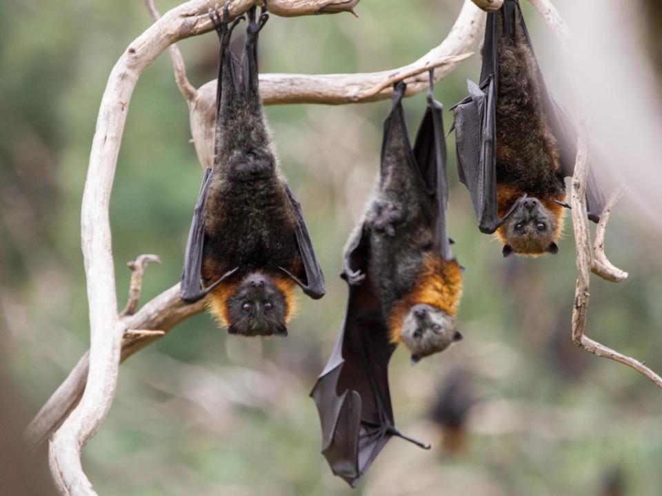 Bats dying ‘on biblical scale’ due to record-breaking Australia heatwave