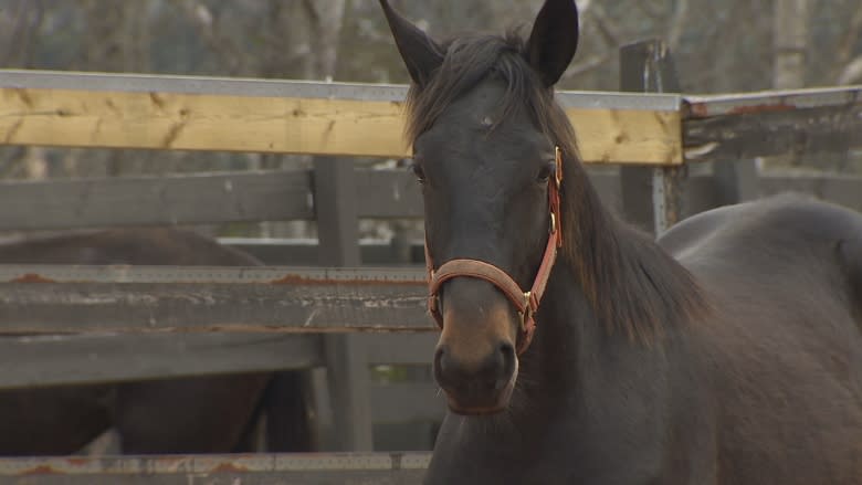How a horse from P.E.I. found a new home with a boy with autism