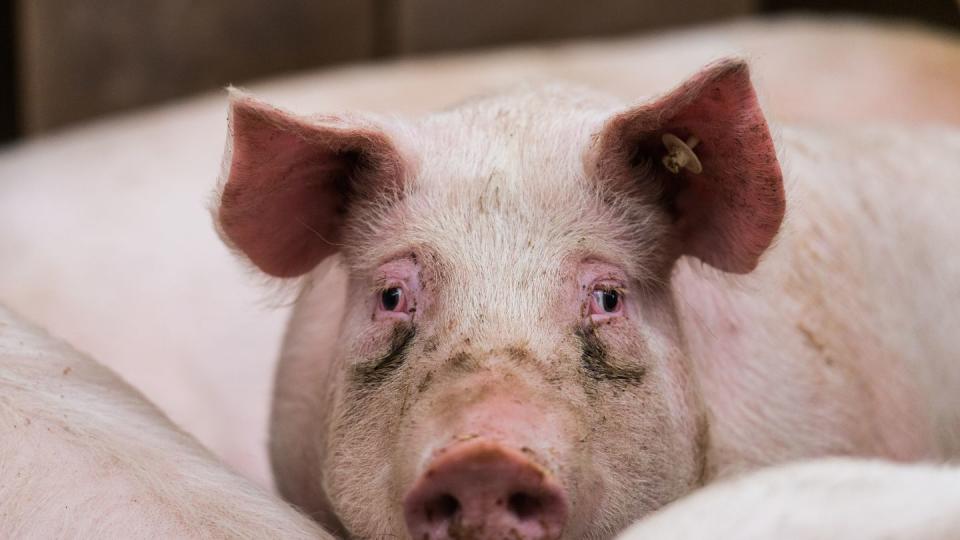 Jetzt ist es doch passiert: Die Afrikanische Schweinepest ist in Deutschland erstmals auch bei Hausschweinen nachgewiesen worden.