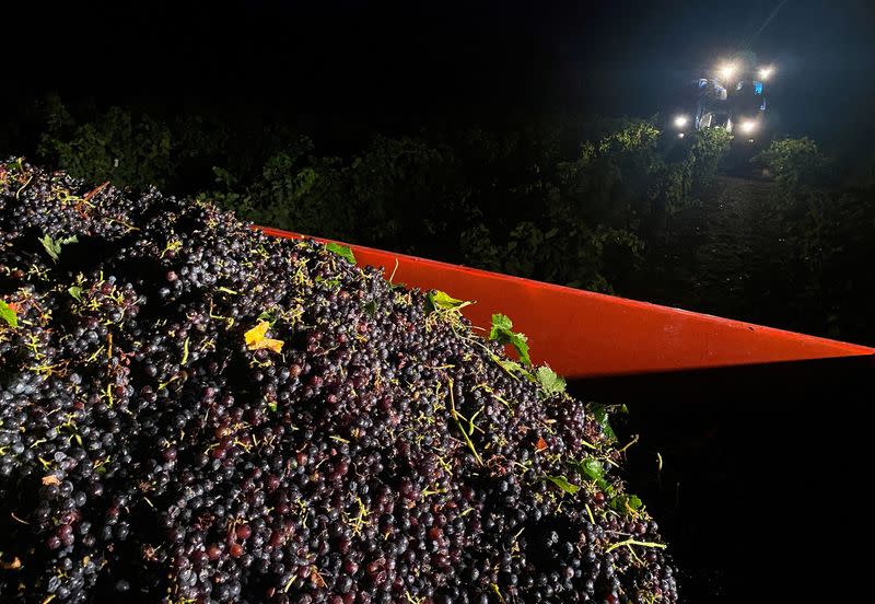 FILE PHOTO: Heatwave forces French wine producers to harvest overnight in Ardeche