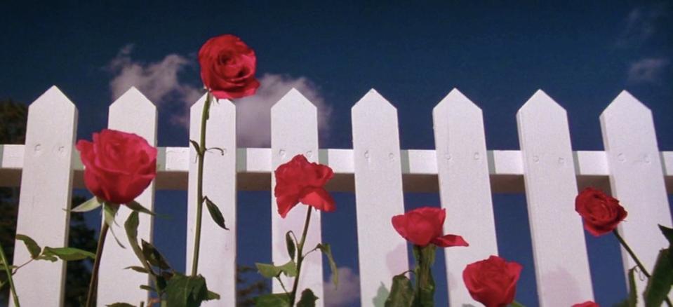 A white picket fence in the film Blue Velvet.