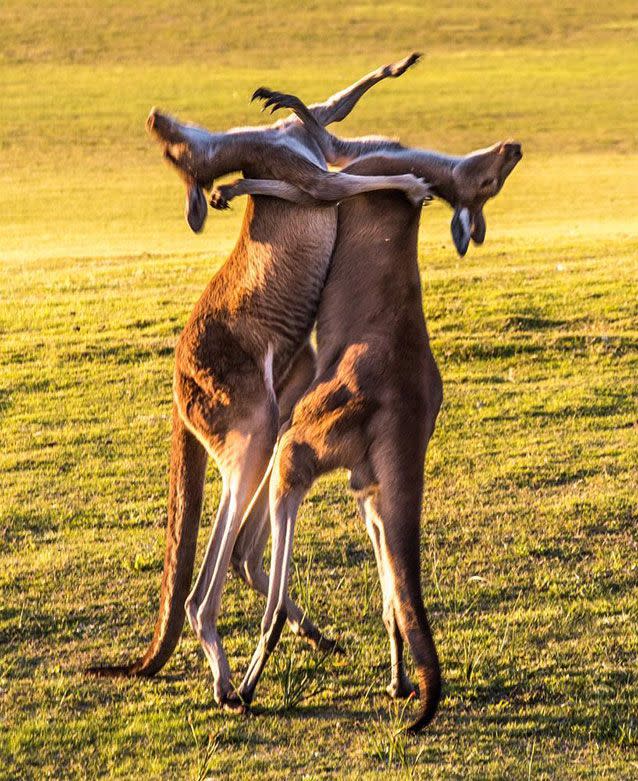 Photographer Andrew Tyndall captured the battle on The Vines golf course. Photo: Andrew Tyndall